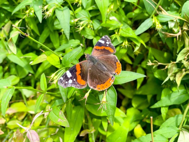 Red Admiral (Vanessa atlanta), St Werburghs, Bristol, July 2025