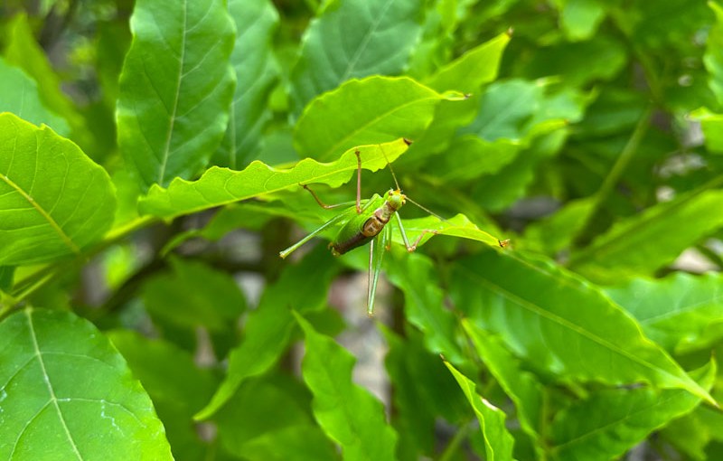 Speckled bush-cricket