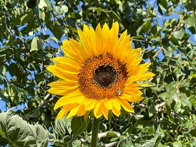 Sunflower, Redland, Bristol, August 2025