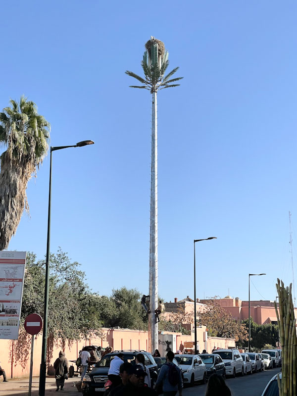 A cell tower disguised as a palm tree, complete with a stork nest (real) on the top, Rue Arset El Maach, Marrakesh, Morocco, January 2025