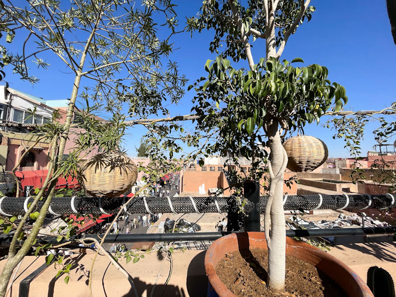 Roof garden at ther Restaurant Al Khayma, Rue Bab Agnaou, Marrakesh, Morocco, January 2025