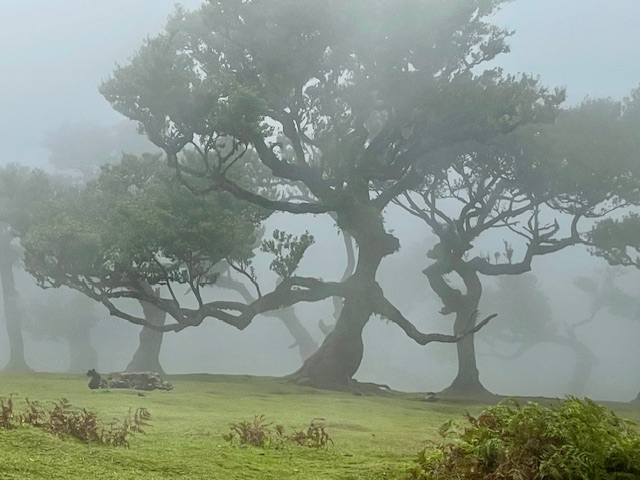 Tilo (Ocotea foetens), Fanal, Madeira, September 2025