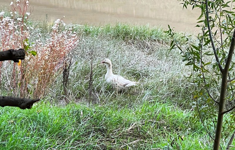Domestic goose, River Avon, Bristol, September 2025