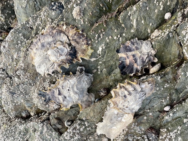 Oysters (Ostrea edulis), Bodinnick, Cornwall, October 2025