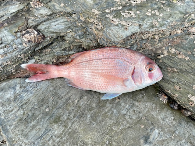 Red Porgy