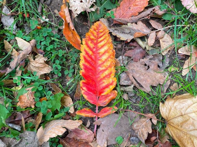 Autumn leaf, Dame Emily Park, Bristol, October 2025