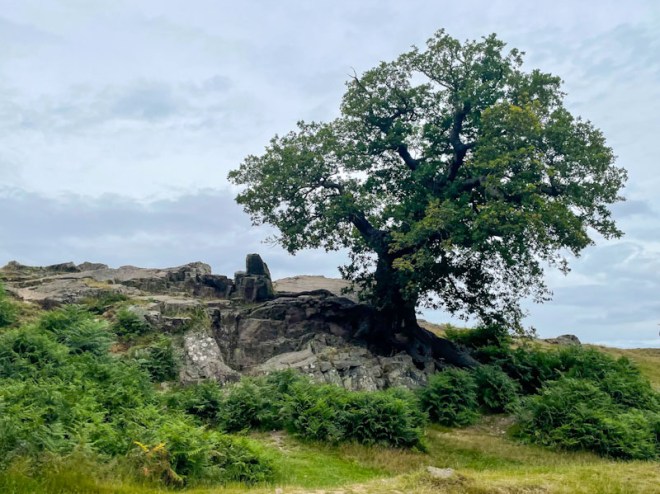 Oak tree, Bradgate Park and Swithland Wood National Nature Reserve,Leicestershire, July 2024