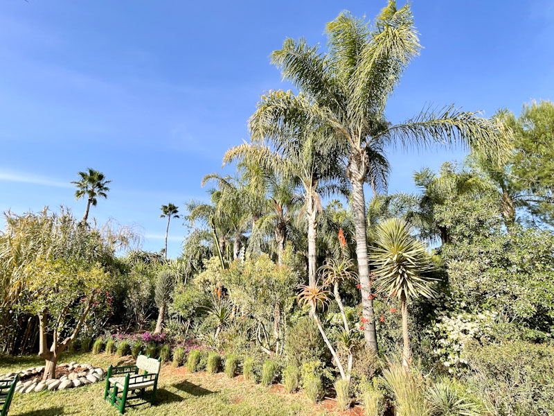 Palm trees in the garden, Anima, Marrakesh, Morocco, January 2025