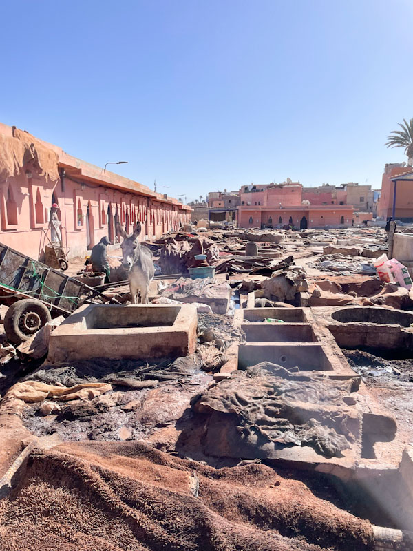 Tanning pits doors and a donkey, the Tanneries, Rue Errachidia, Marrakesh, Morocco, January 2025