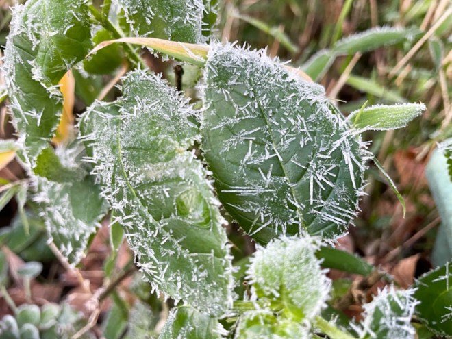Ice crystals, Redland, Bristol, January 2026