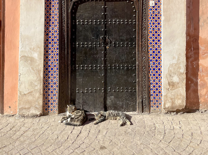 Two cats chilling, Marrakesh, Morocco, January 2025