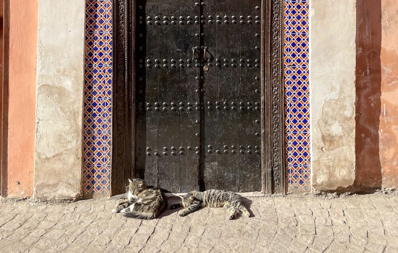 Two cats chilling, Marrakesh, Morocco, January 2025