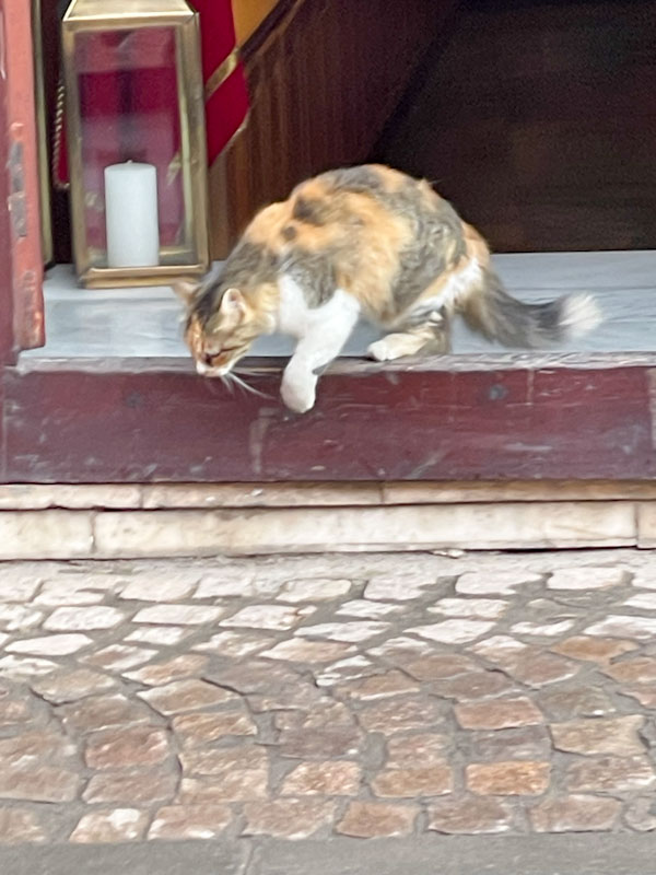 Cat on the move, Marrakesh, Morocco, January 2025