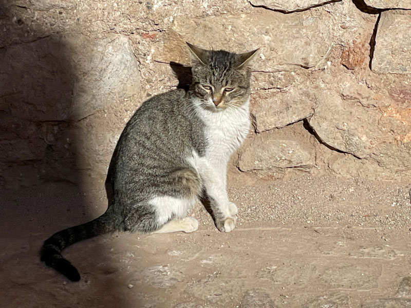 Sun cat, Marrakesh, Morocco, January 2025