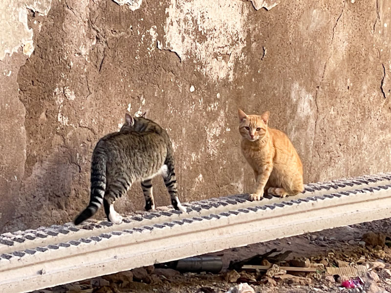 Cats pretending not to be having a stand-off, Marrakesh, Morocco, January 2025