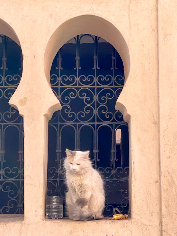 Perfectly framed cat, Marrakesh, Morocco, January 2025