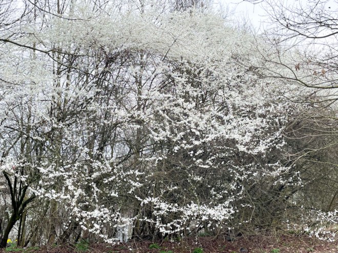Blackthorn, Eastville Park, Bristol, March 2026