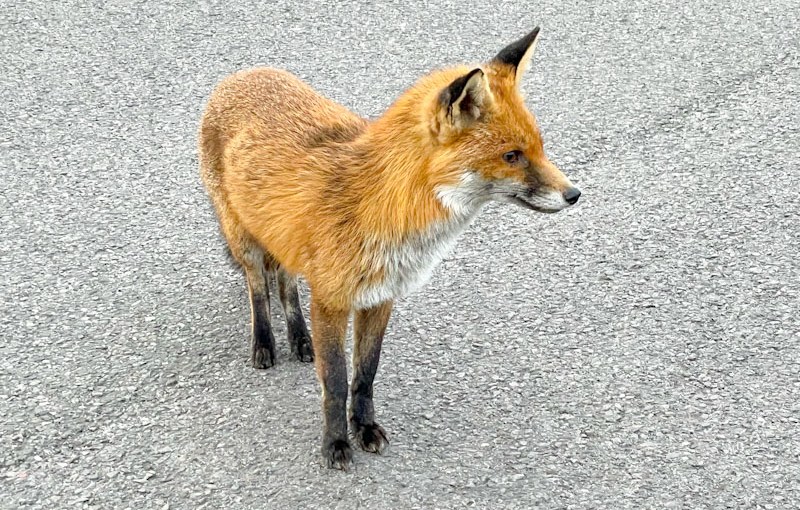 Fox, Tesco car park, Golden Hill, Bristol, April 2026