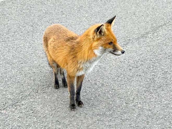 Fox, Tesco car park, Golden Hill, Bristol, April 2026