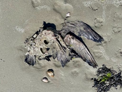 Seabird carcass, East Head, West Sussex, April 2026