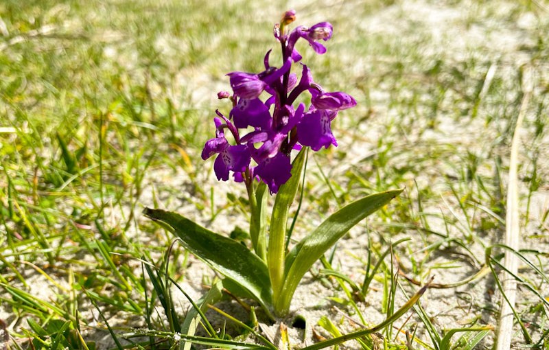 Green-winged Orchid (Anacamptis&nbsp;morio)