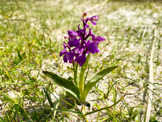 Green-winged Orchid (Anacamptis morio), East Head, West Sussex, April 2026