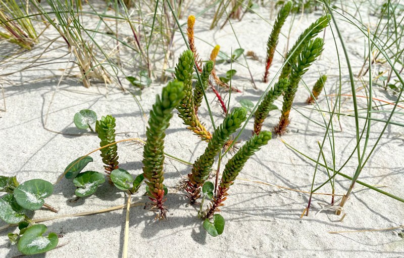 Sea Spurge (Euphorbia&nbsp;paralias)