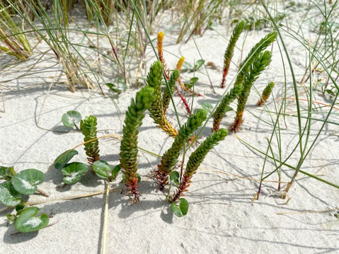 Sea Spurge (Euphorbia paralias), East Head, West Sussex, April 2026 East Head