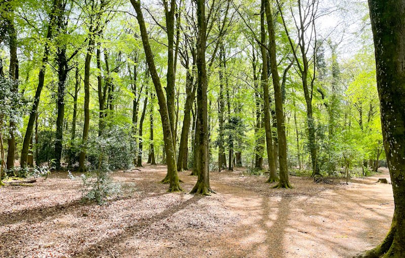 Beech wood, Leigh Woods National Nature Reserve, Bristol, April 2026