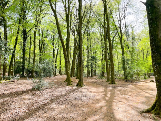 Beech wood, Leigh Woods National Nature Reserve, Bristol, April 2026