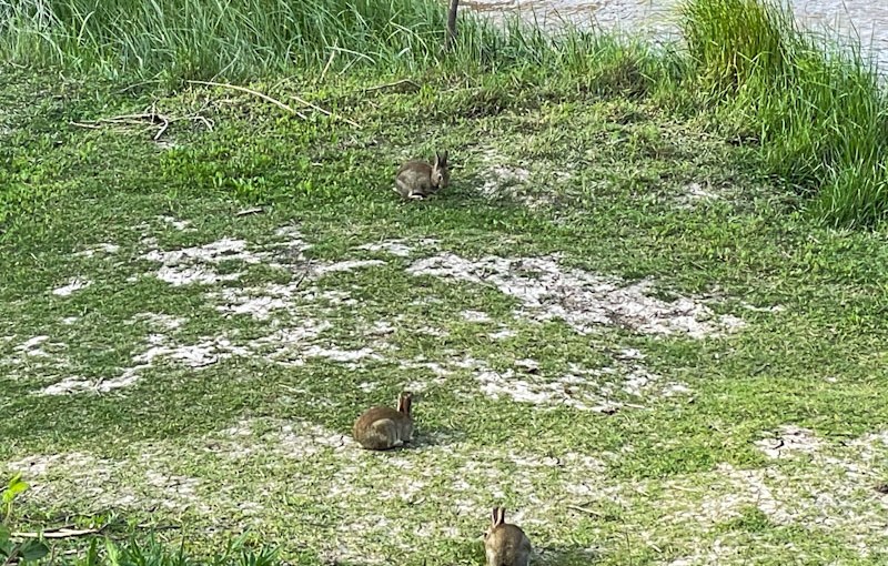 Rabbits, Bristol Avon, Bristol, April 2026