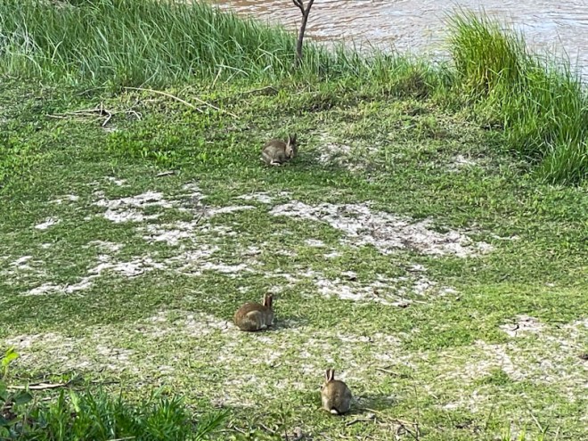 Rabbits, Bristol Avon, Bristol, April 2026