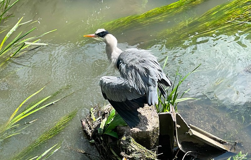 Grey Heron, River Frome, Bristol, May 2026
