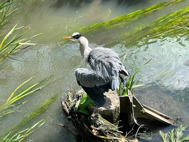 Grey Heron, River Frome, Bristol, May 2026