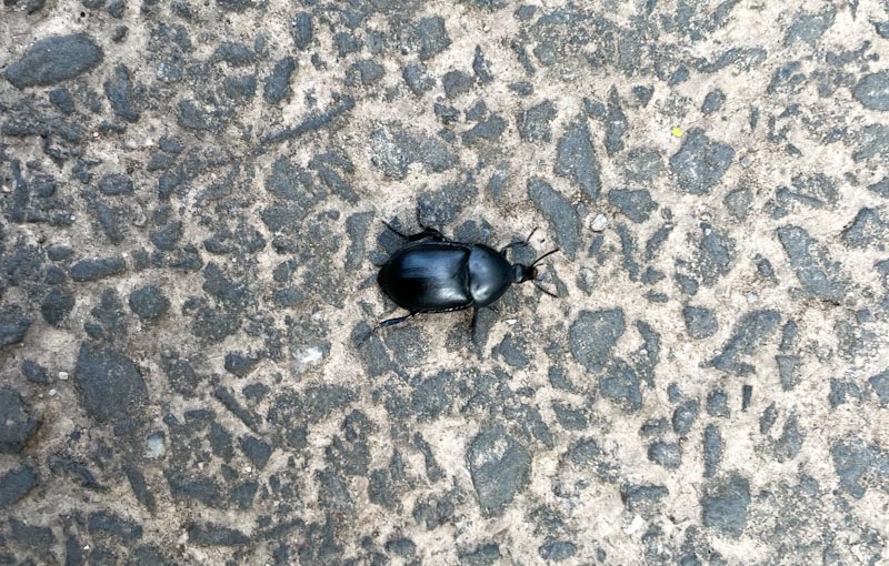 Smooth Carrion-Beetle (Ablattaria laevigata), Narroways, Bristol, May 2026