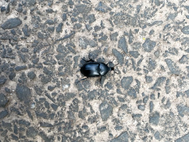 Smooth Carrion-Beetle (Ablattaria laevigata), Narroways, Bristol, May 2026
