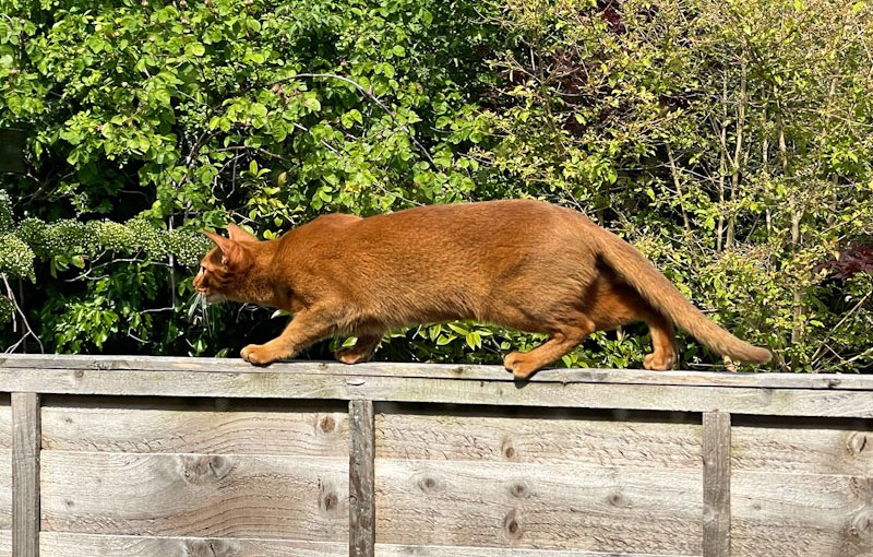 Redland cat, Bristol, May 2026