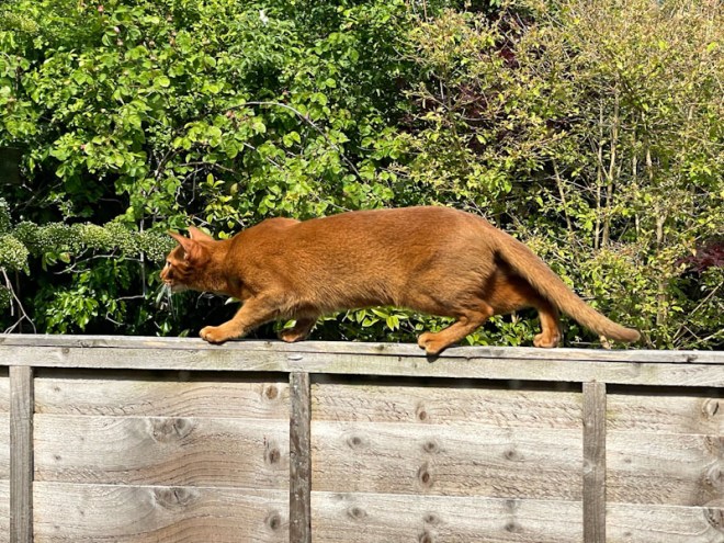 Redland cat, Bristol, May 2026