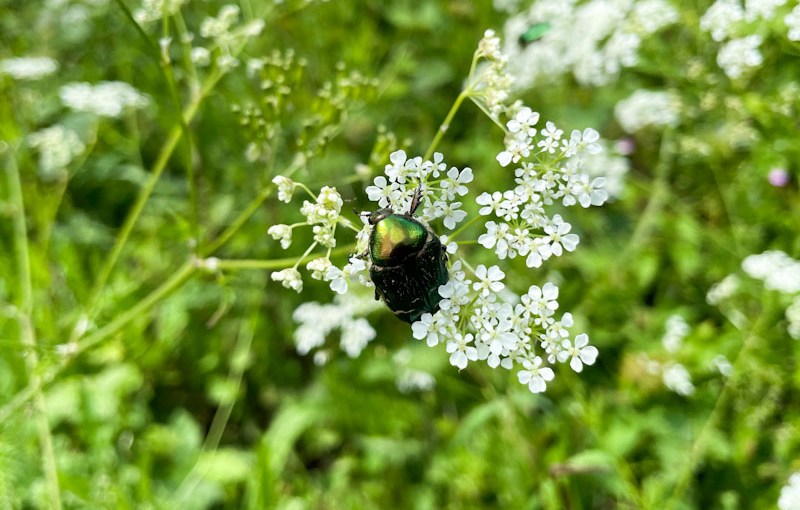 Rose Chafer (Cetonia aurata), Riverside Park, Bristol, May 2026