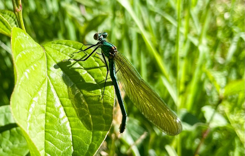 Banded Damoiselle