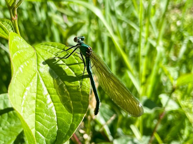 Banded Damoiselle (Calopteryx splendens), Riverside Park, Bristol, June 2026