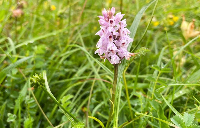 Common Spotted Orchid (Dactylorhiza fuchsii), Cheltenham Escarpment National Nature Reserve, Gloucestershire, June 2026
