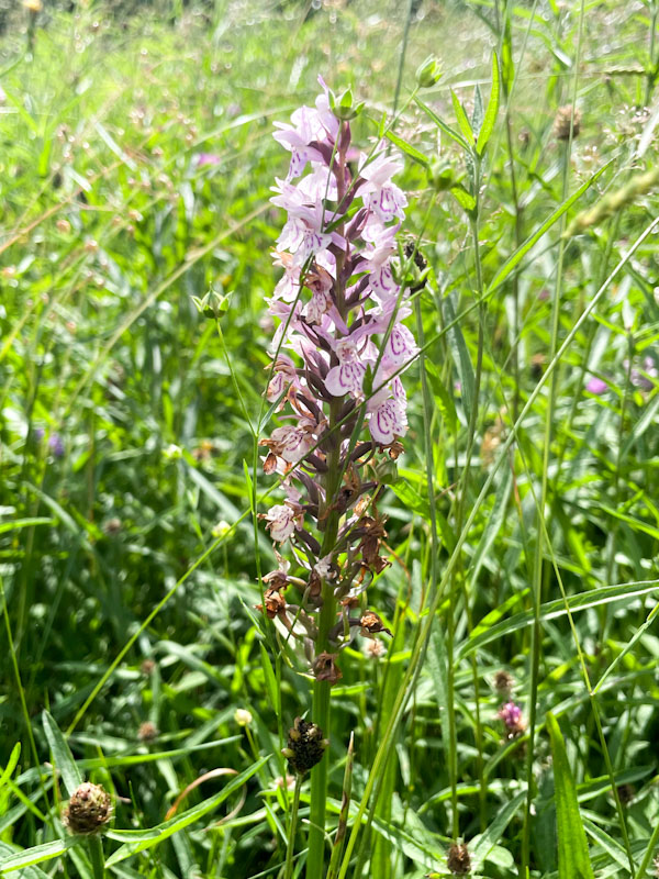Common Spotted Orchid (Dactylorhiza fuchsii), The Downs, Bristol, June 2026