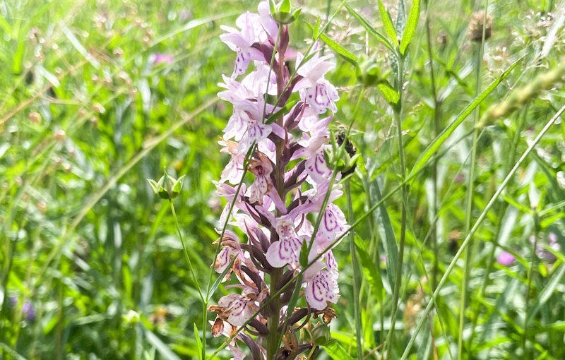 Common Spotted Orchid (Dactylorhiza fuchsii), The Downs, Bristol, June 2026