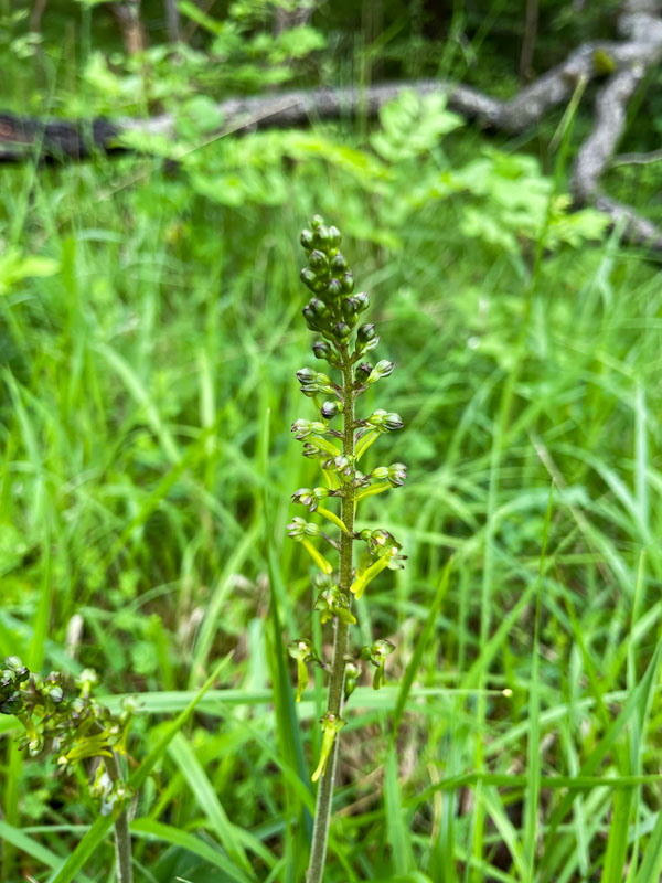 Common Twayblade (Neottia ovata), Cheltenham Escarpment National Nature Reserve, Gloucestershire, June 2026