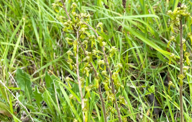 Common Twayblade (Neottia ovata), Cheltenham Escarpment National Nature Reserve, Gloucestershire, June 2026