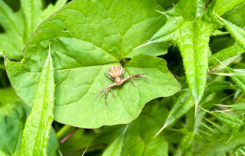 Ground Crab Spider, Riverside Park, Bristol, May 2026