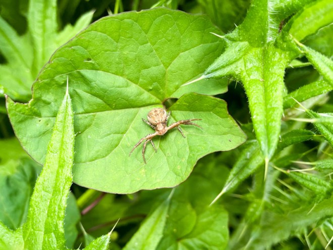 Ground Crab Spider, Riverside Park, Bristol, May 2026