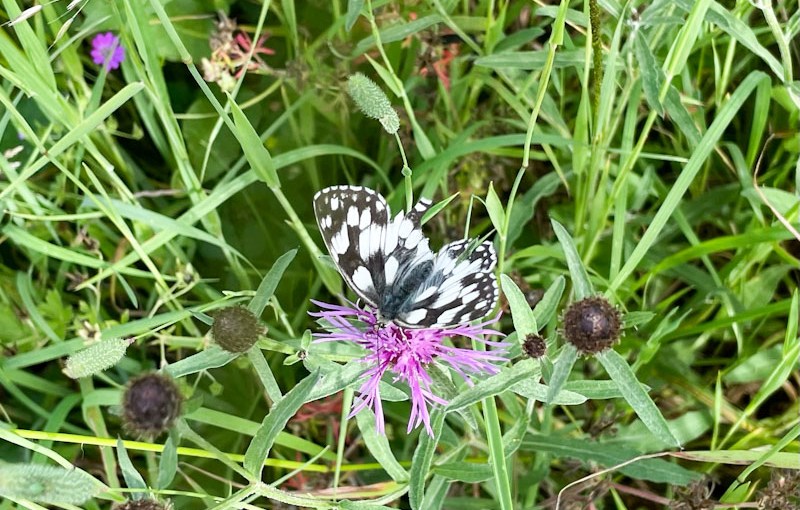 Marbled White butterfly (Melanargia galathea), Lawrence Weston, Bristol, June 2026