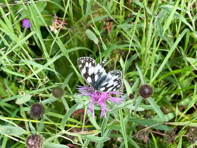 Marbled White butterfly (Melanargia galathea), Lawrence Weston, Bristol, June 2026